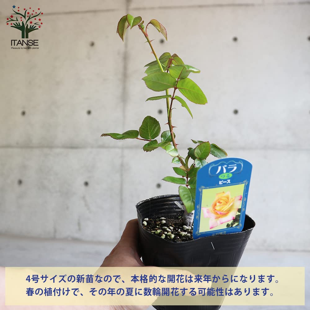 Amazon.co.jp: 薔薇の苗